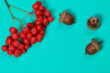 Bunches of mountain ash and several acorns lie on a mint-colored surface.