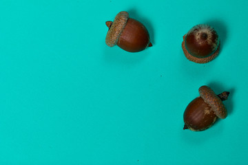 Several acorns lie on a mint-colored surface.