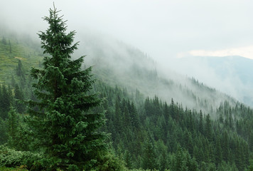 Mountains with forests. Carpathian Mountains