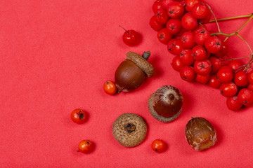 Bunches of mountain ash and several acorns lie on a coral-colored surface. Nearby are scattered individual rowan berries.