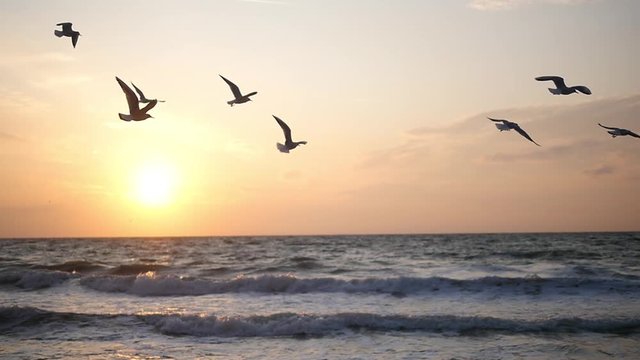 Seagulls on the beach at sunset