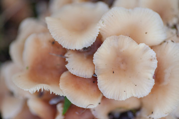 Armillaria-Honey mushroom