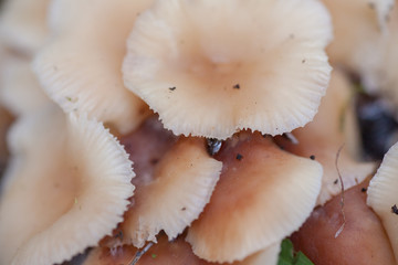 Armillaria-Honey mushroom