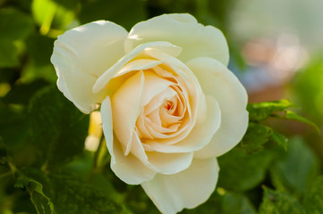 A Vibrant Wild White Rose Grows in a Green Garden.