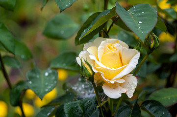 Natural Wild White Rose with Dew Drops in a Summer Garden.
