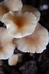 Armillaria-Honey mushroom