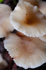 Armillaria-Honey mushroom