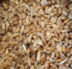 more variety of ancient grains seeds