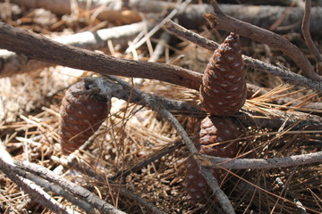 pine cone  