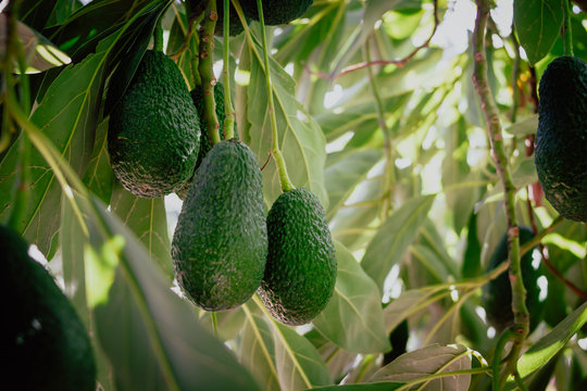 Hass avocados growing in the tree. Organic avocado plantations in M&aacute;laga, Andalusia, Spain