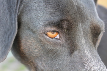 Auge vom Hund