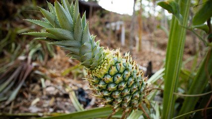 Young pineapple, sweet fruit that lives in a tropical climate