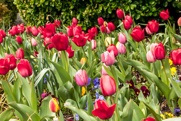 Colorful tulips during spring