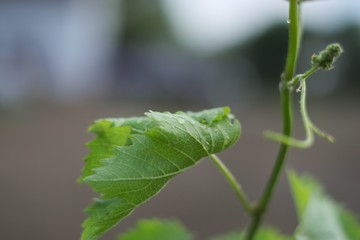 leaf