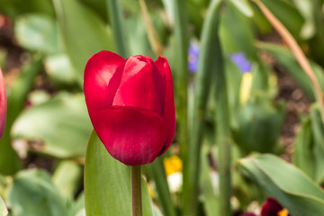 Red tulip blooming