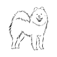 illustration of a dog, samoyed husky sketch 