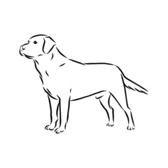 vector illustration of a dog, labrador sketch 