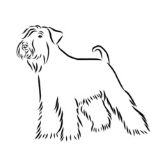 vector image of a dog, schnauzer dog sketch