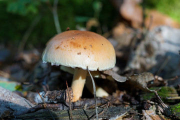 A brown mushroom in a forest in the autumn