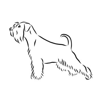 vector image of a dog, schnauzer dog sketch