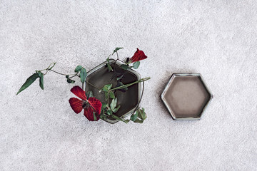 Clematis flower in ceramic hexagon pot on concrete background.