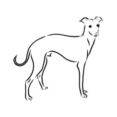 silhouette of a dog, greyhound dog sketch 