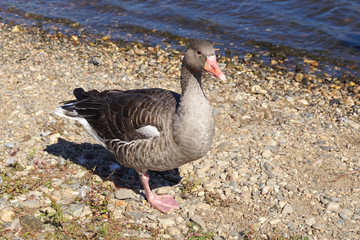 A greylag goose on a gravel beach