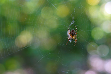 A European garden spider in a spider web