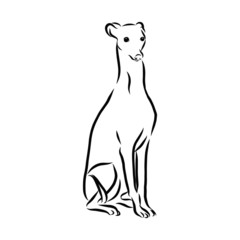silhouette of greyhound dog sketch