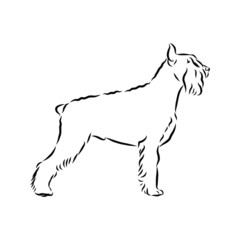 Obraz na płótnie Canvas vector image of dog, riesenschnauzer dog sketch