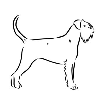 vector image of a dog, riesenschnauzer dog sketch