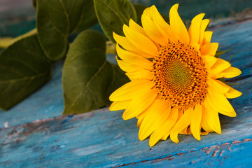 Sunflowers on an old wooden background.