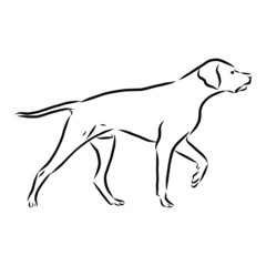 black silhouette of a dog, Pointer dog sketch, contour vector illustration