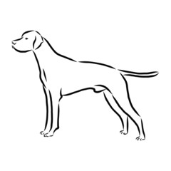 vector image of a dog, Pointer dog sketch, contour vector illustration
