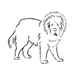 illustration of Tibetan mastiff, dog sketch, contour vector illustration