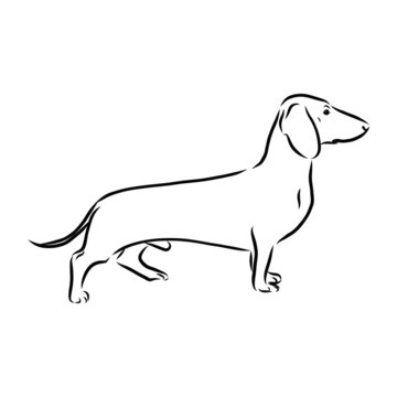 vector image of a dog, Dachshund dog sketch, contour vector illustration