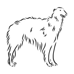 vector image Russian borzoi, dog sketch, hunting dog contour vector illustration