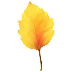 Realistic Alder Tree Leaf in Changing Fall Colors.
