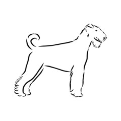 illustration of dog, airedale terrier dog sketch, contour vector illustration