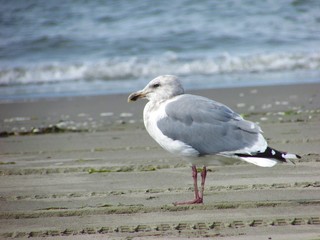 seagull on beach