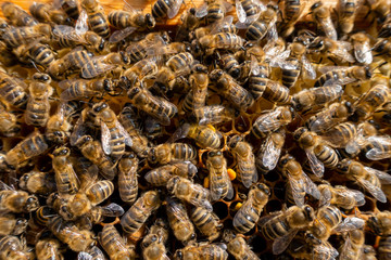 Honigbienen mit Pollen