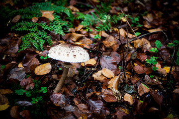 Pilz