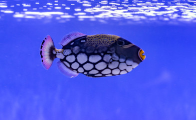 Photo of a tropical Fish on a coral reef