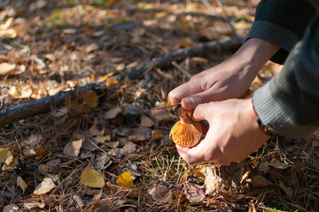 Young man picking mushrooms in the autumn forest.