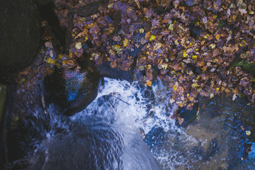rapid flow of water among autumn yellow leaves