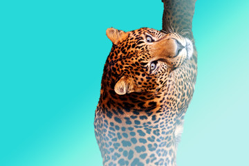 leopard is swimming on a blue background