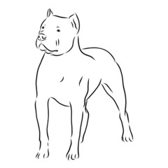 Fototapeta premium sketch of dog, pit bull terrier, contour vector illustration 