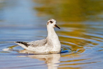 Red phalarope swimming circles looking for food in shallow water