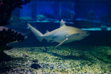 Blacktip reef shark. Carcharhinus melanopterus in aquarium