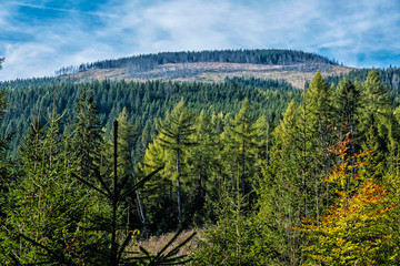 Forest after calamity, Kralova Hola, Slovakia